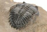 Double Hollardops Trilobite Specimen - Foum Zguid, Morocco #216570-5